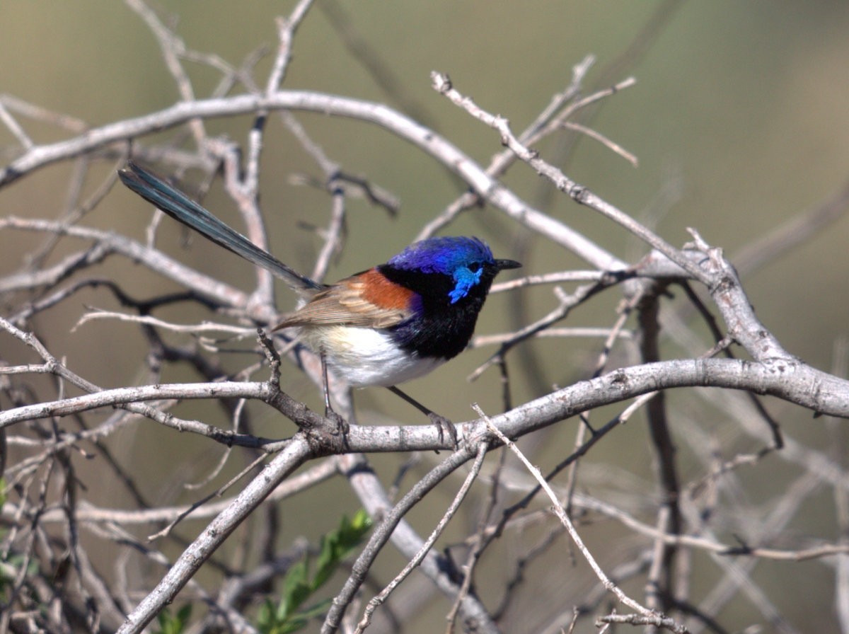 Purple-backed Fairywren (Purple-backed) - Mat Gilfedder