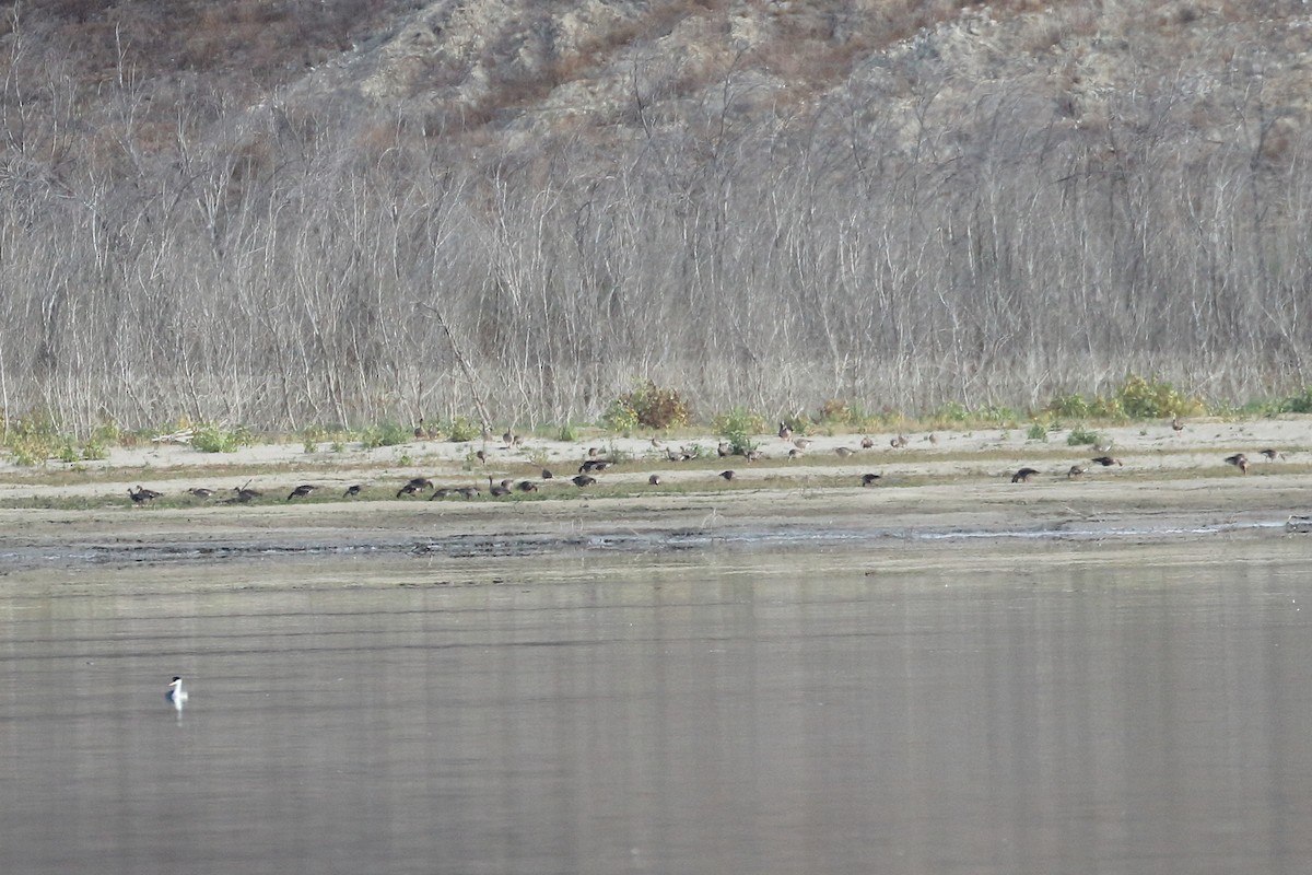 eBird Checklist 1 Nov 2022 Lake Piru 59 species (+1 other taxa)