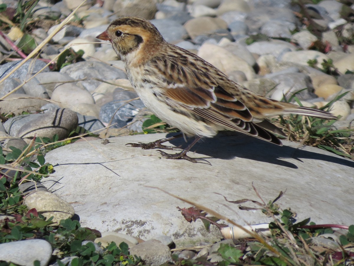Lapland Longspur - Heather Cuthill