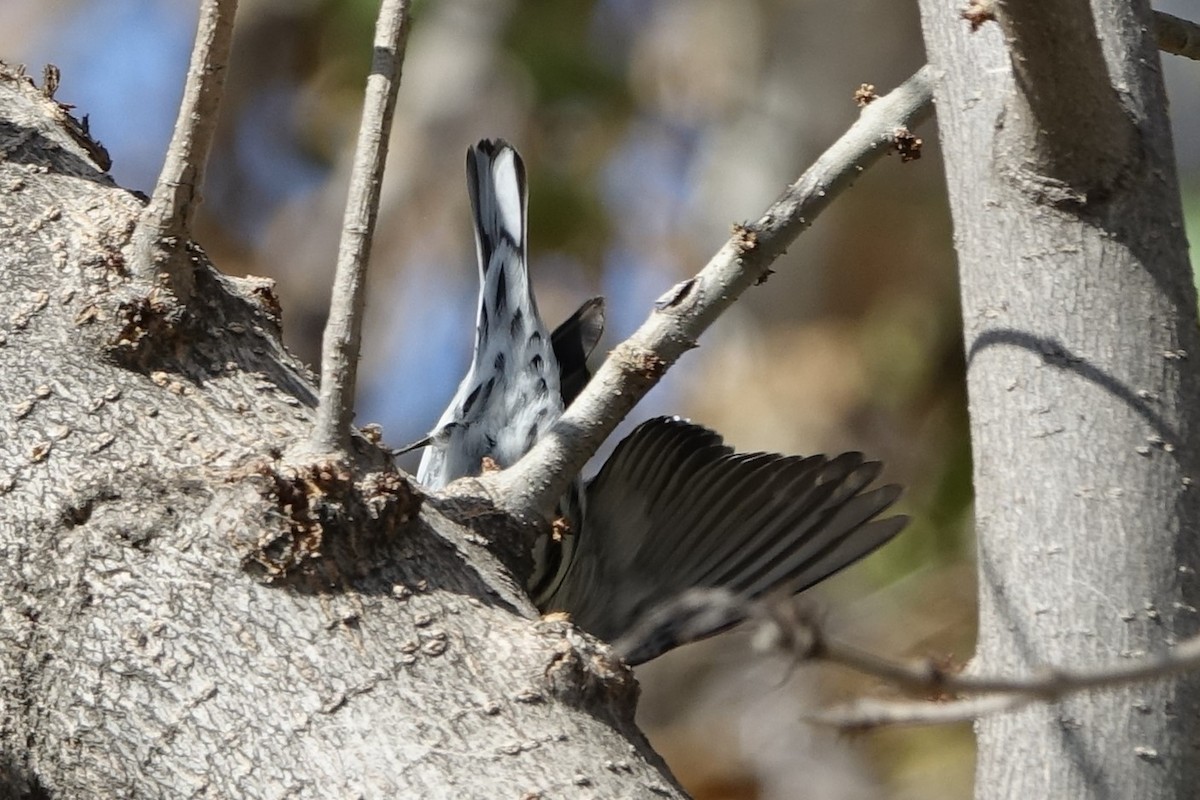 Black-and-white Warbler - ML499764711