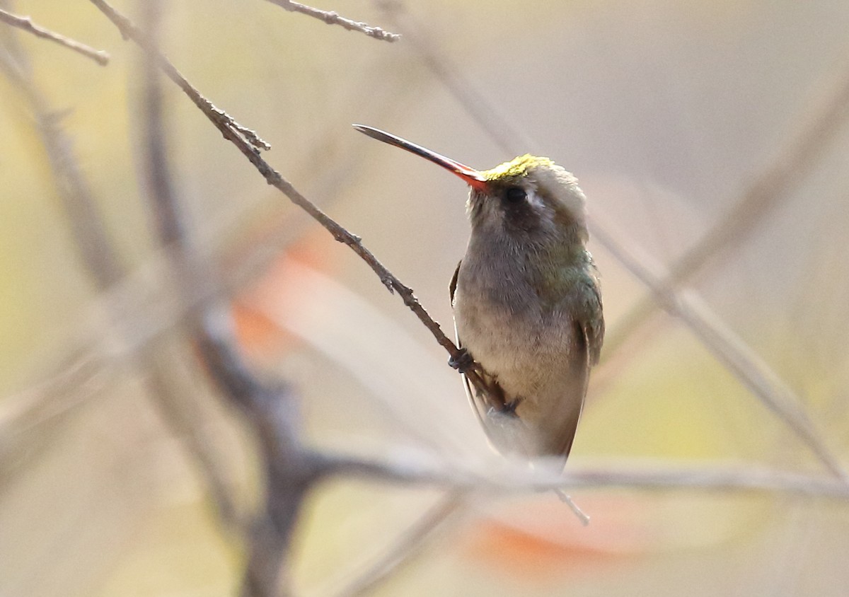 Dusky Hummingbird - ML49976651