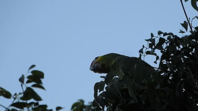 Red-lored Parrot - ML499774411