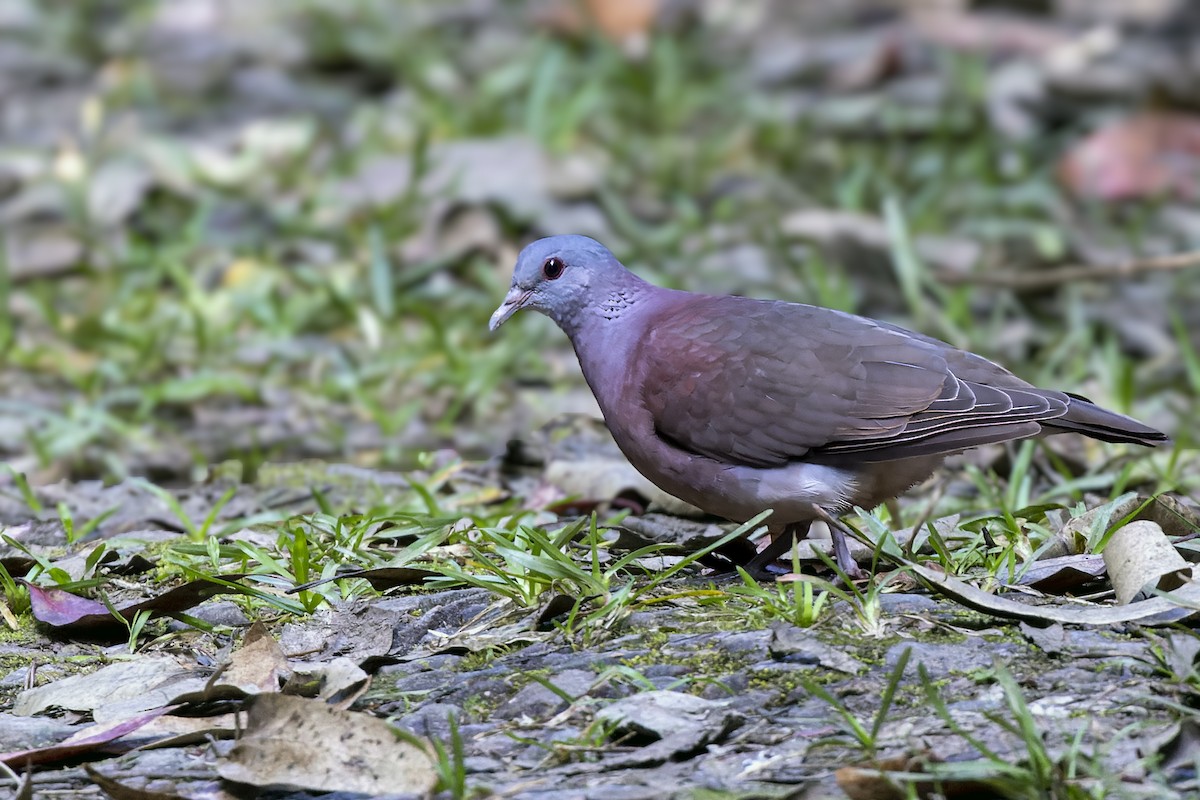 Pigeon de Madagascar - ML499775651