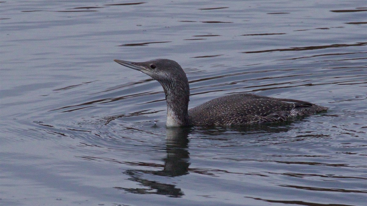 Red-throated Loon - ML499777411