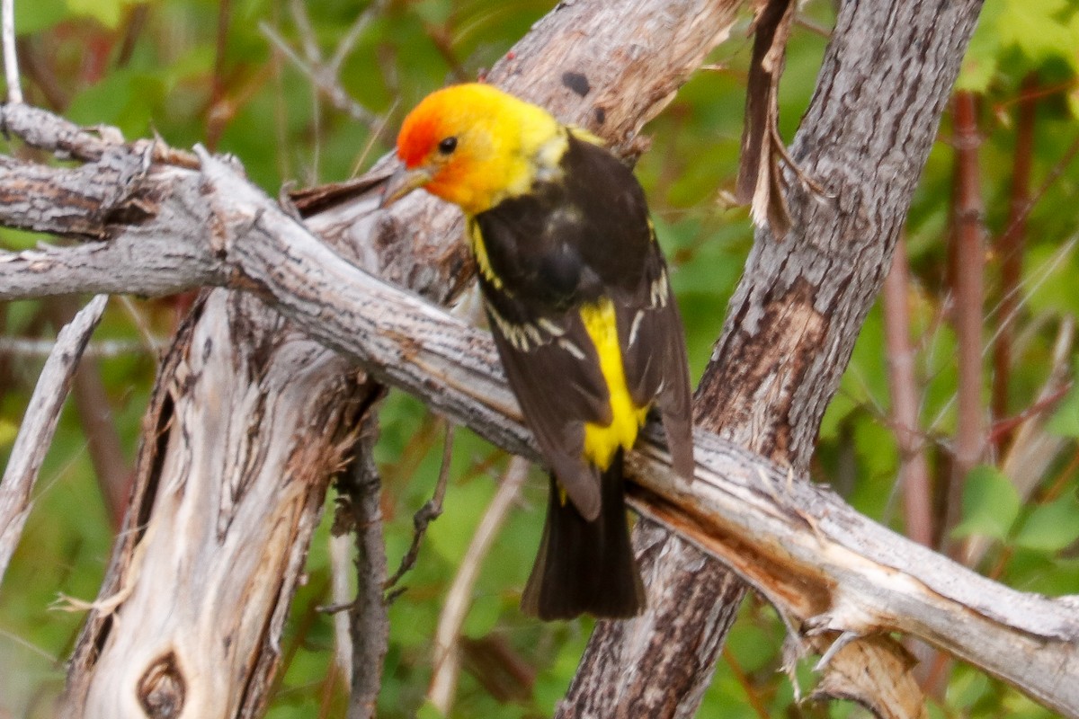 Western Tanager - ML499779301