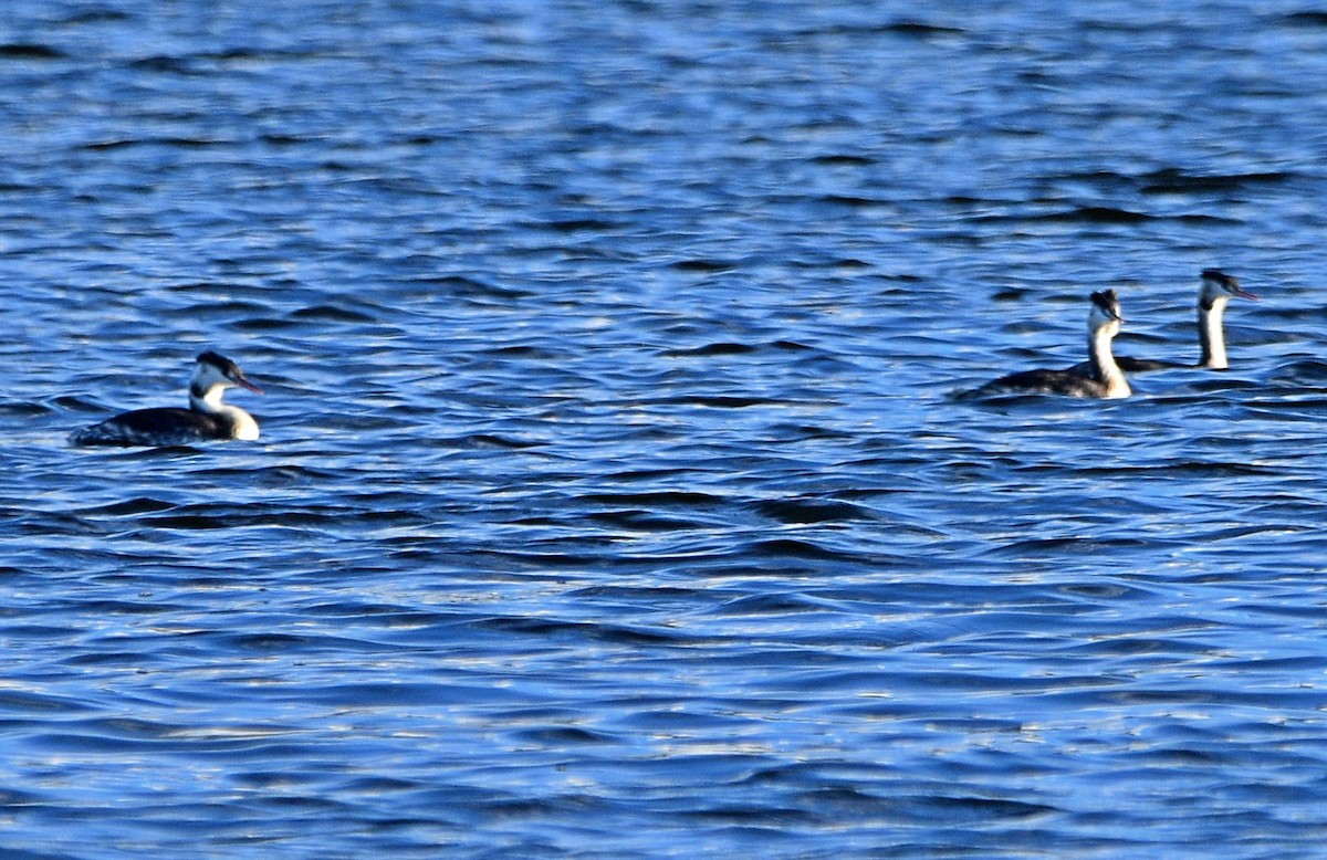 Great Crested Grebe - ML499780191