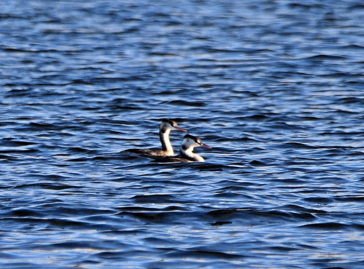 Great Crested Grebe - ML499780211