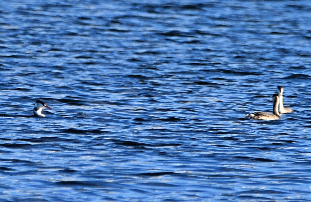 Great Crested Grebe - ML499780221