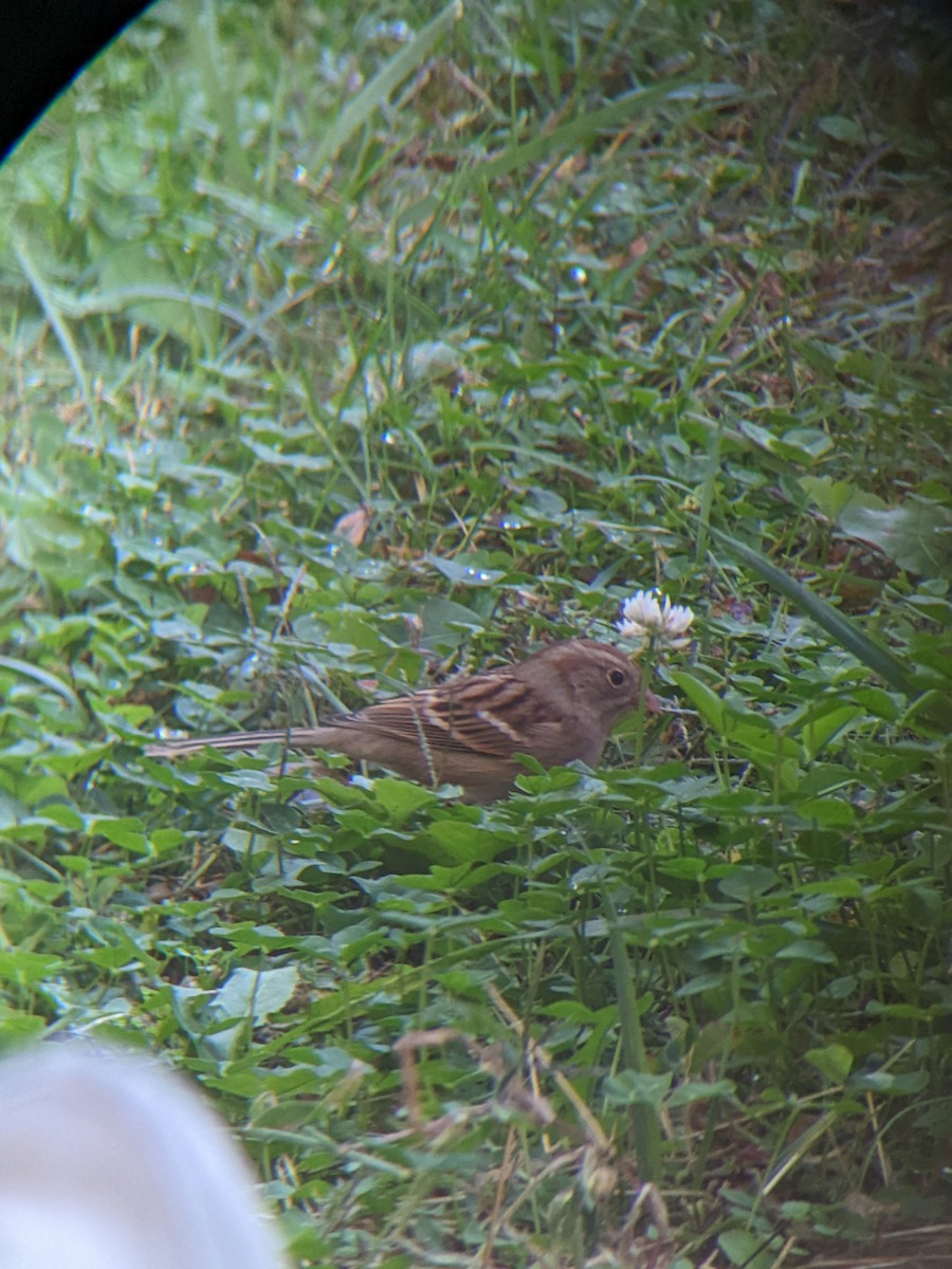 Field Sparrow - ML499783221