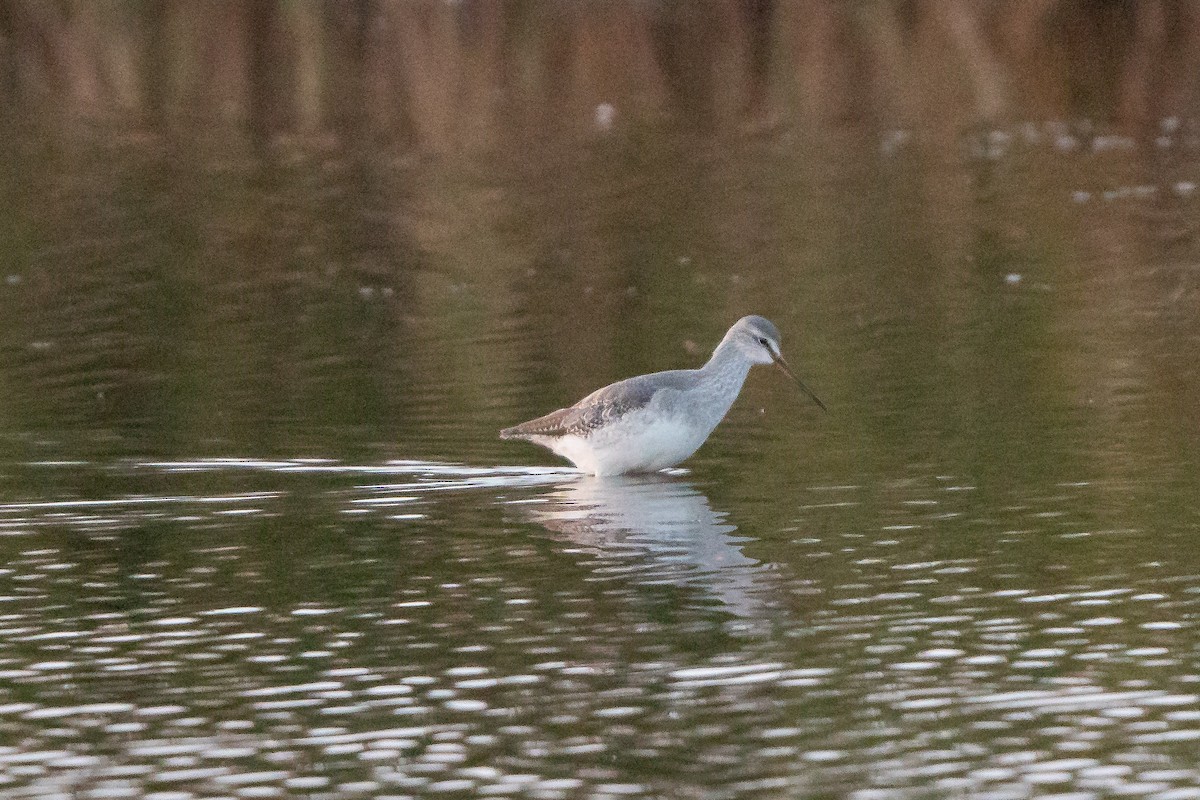 Spotted Redshank - ML499786091