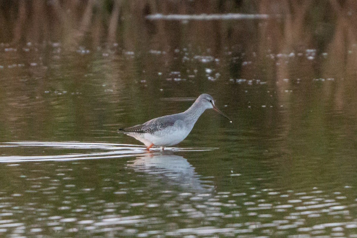 Spotted Redshank - ML499786471