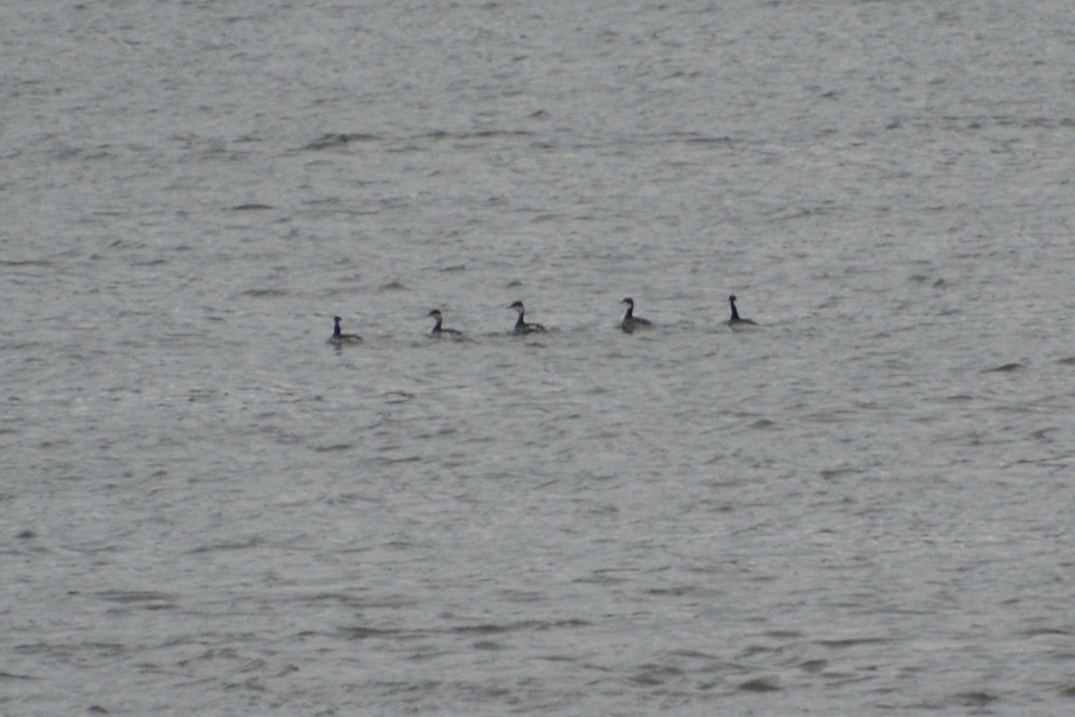 eBird Checklist 1 Nov 2022 Cat Island NWR 8 species