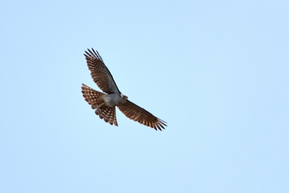 Madagascar Sparrowhawk - ML499790501