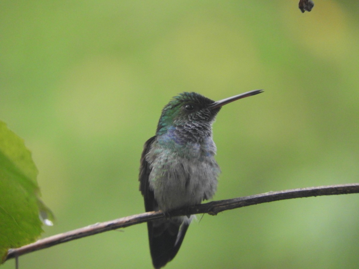 Blue-chested Hummingbird - ML499791841