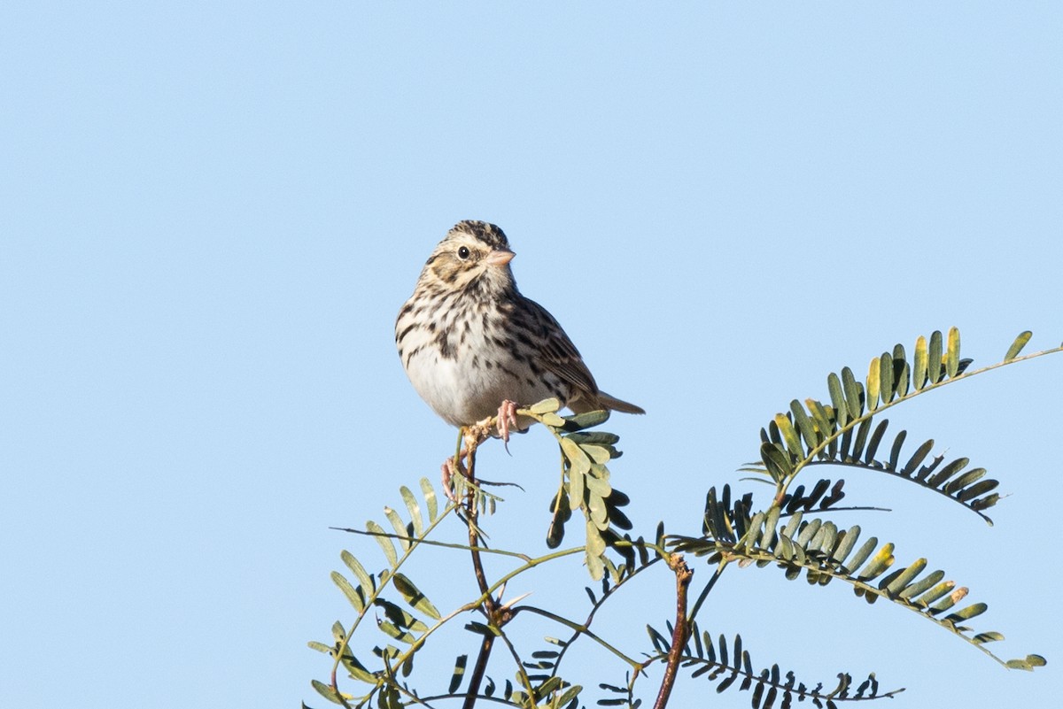 Savannah Sparrow - ML499794671