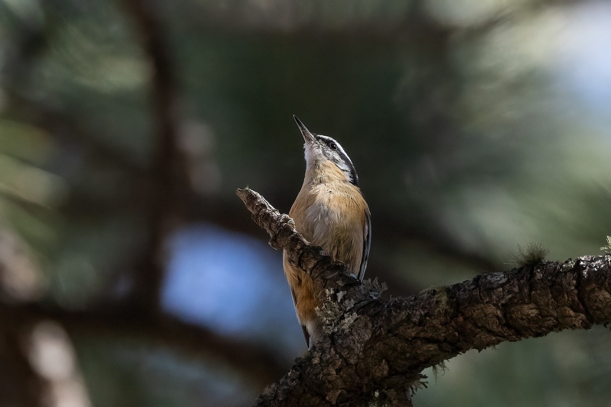 Red-breasted Nuthatch - ML499795601