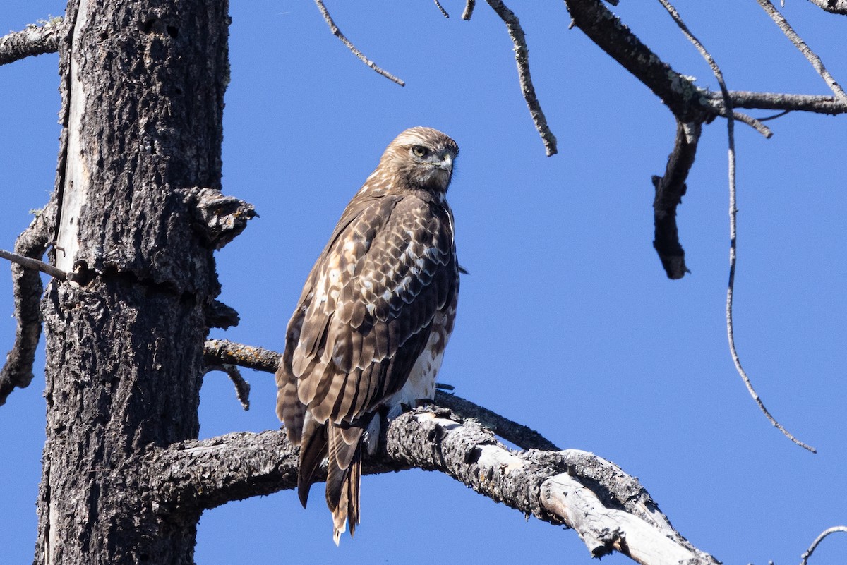 Red-tailed Hawk - ML499795671