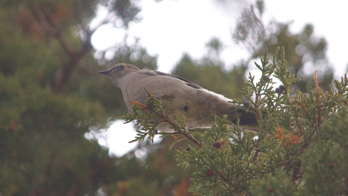 Townsend's Solitaire - ML499804641
