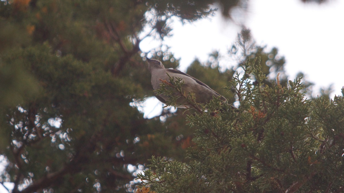 Townsend's Solitaire - ML499804651