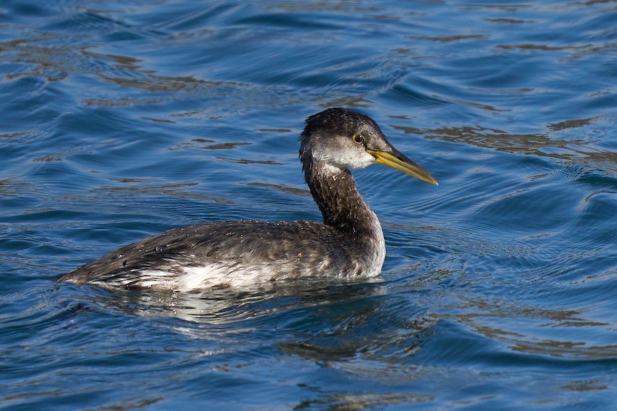 Red-necked Grebe