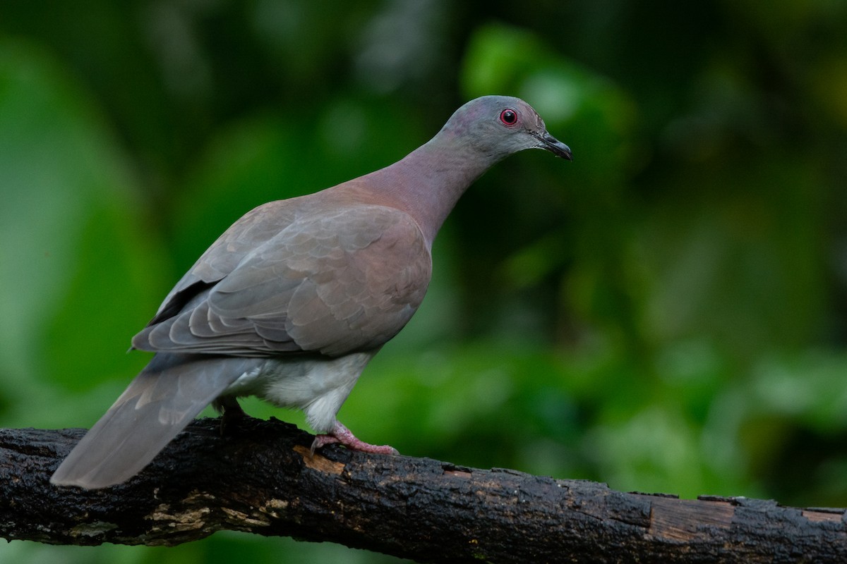 Pale-vented Pigeon - ML499807411