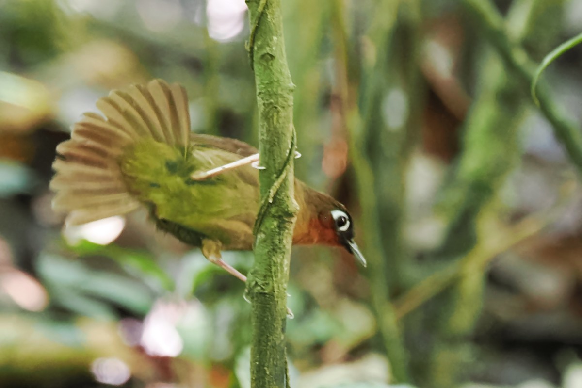 Rufous-throated Antbird - Alexandre Vinot