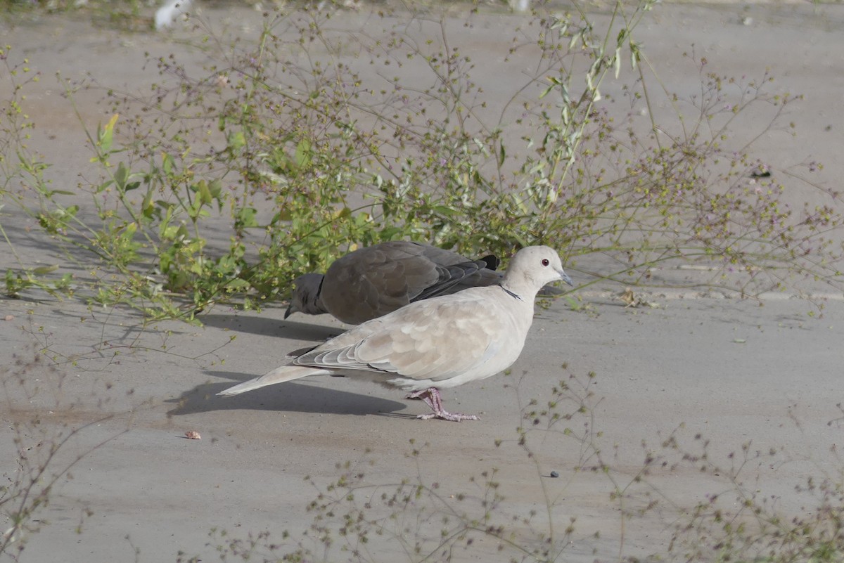 African Collared-Dove (Domestic type or Ringed Turtle-Dove) - ML499810971