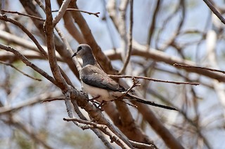 Namaqua Dove, ML499811481