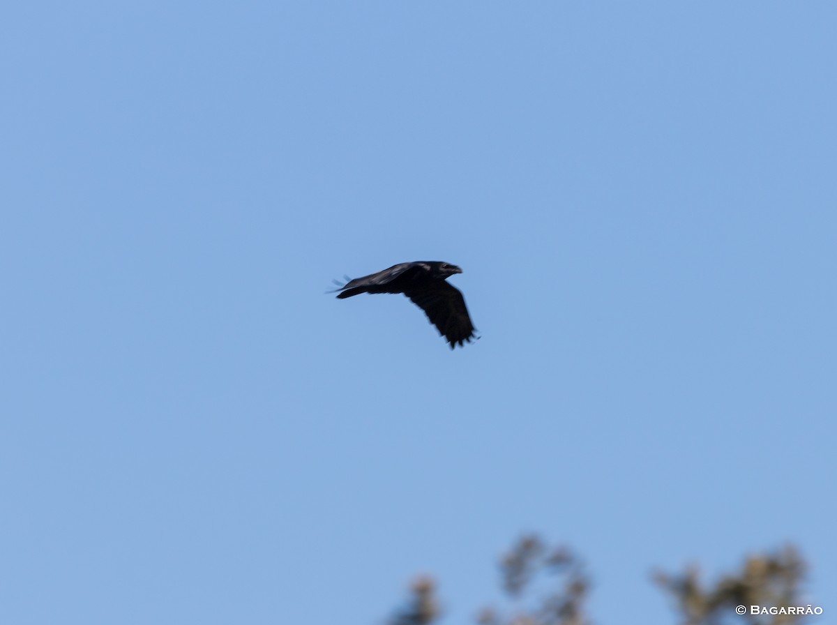Common Raven - ML49981491