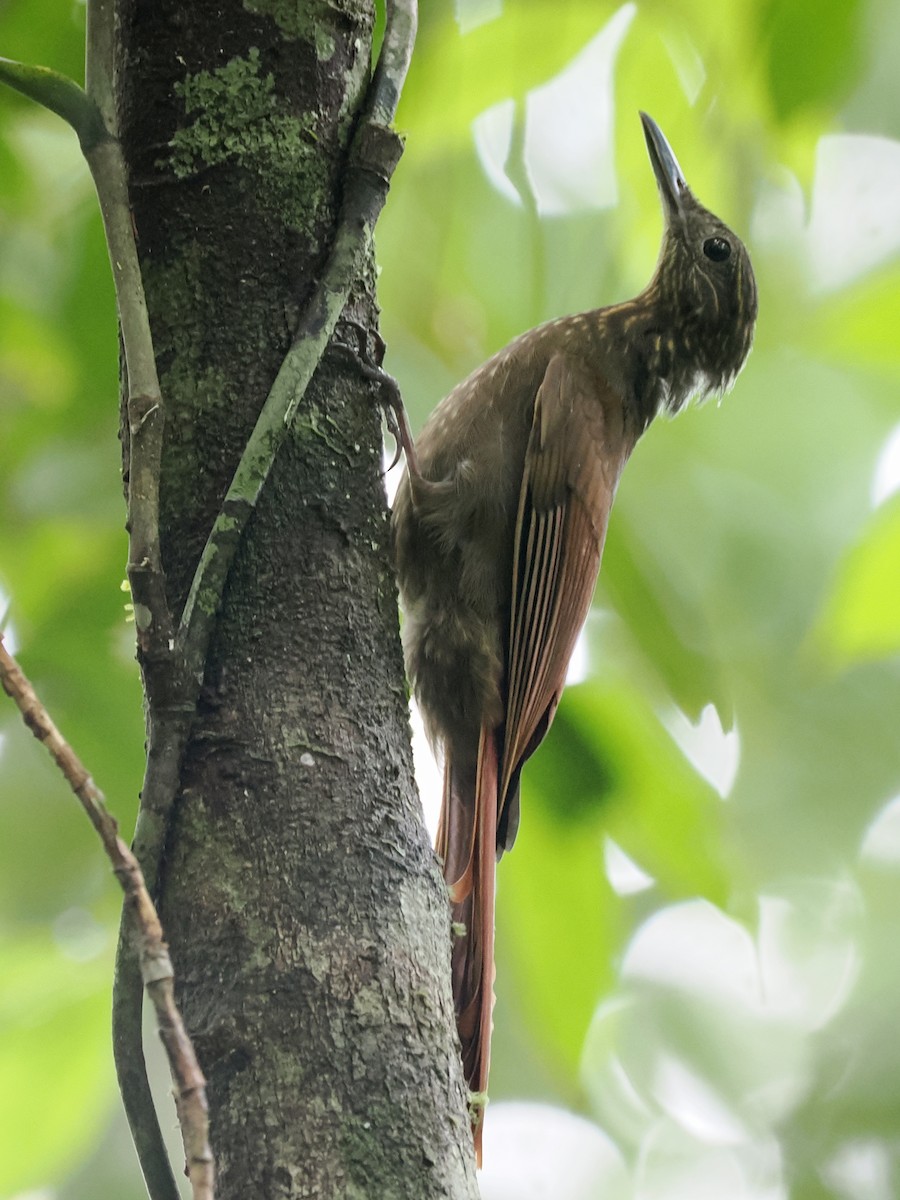 Long-tailed Woodcreeper - ML499814971