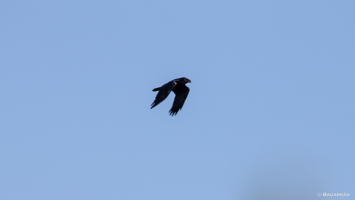 Common Raven - ML49981501