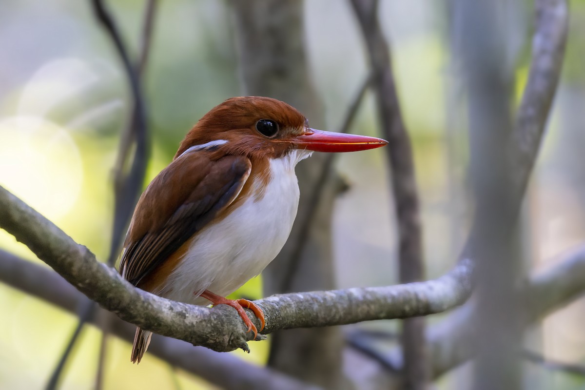 Madagascar Pygmy Kingfisher - ML499815751