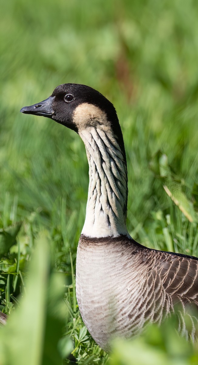 EBird Checklist 7 Sep 2022 Hakalau Forest National Wildlife Reserve   1200