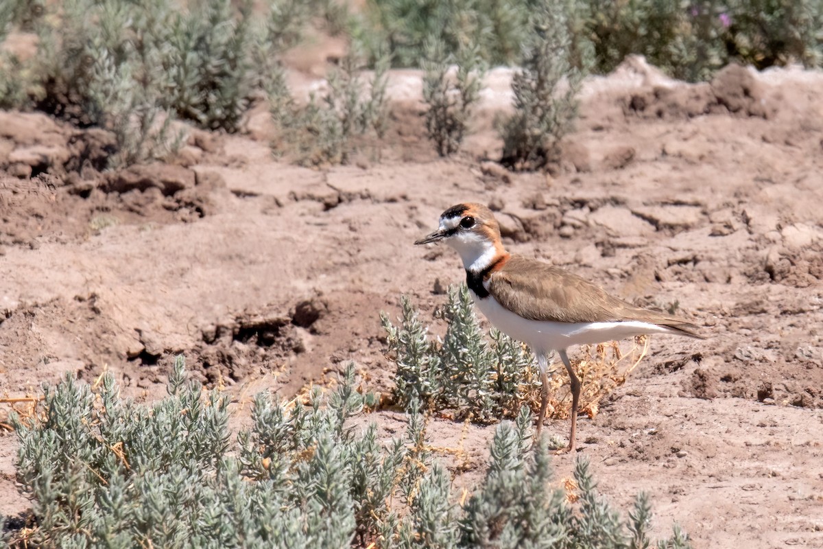 Collared Plover - ML499817181
