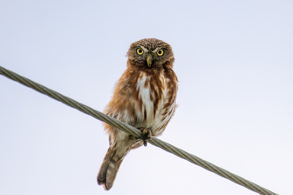 Peruvian Pygmy-Owl - Mary Brennan