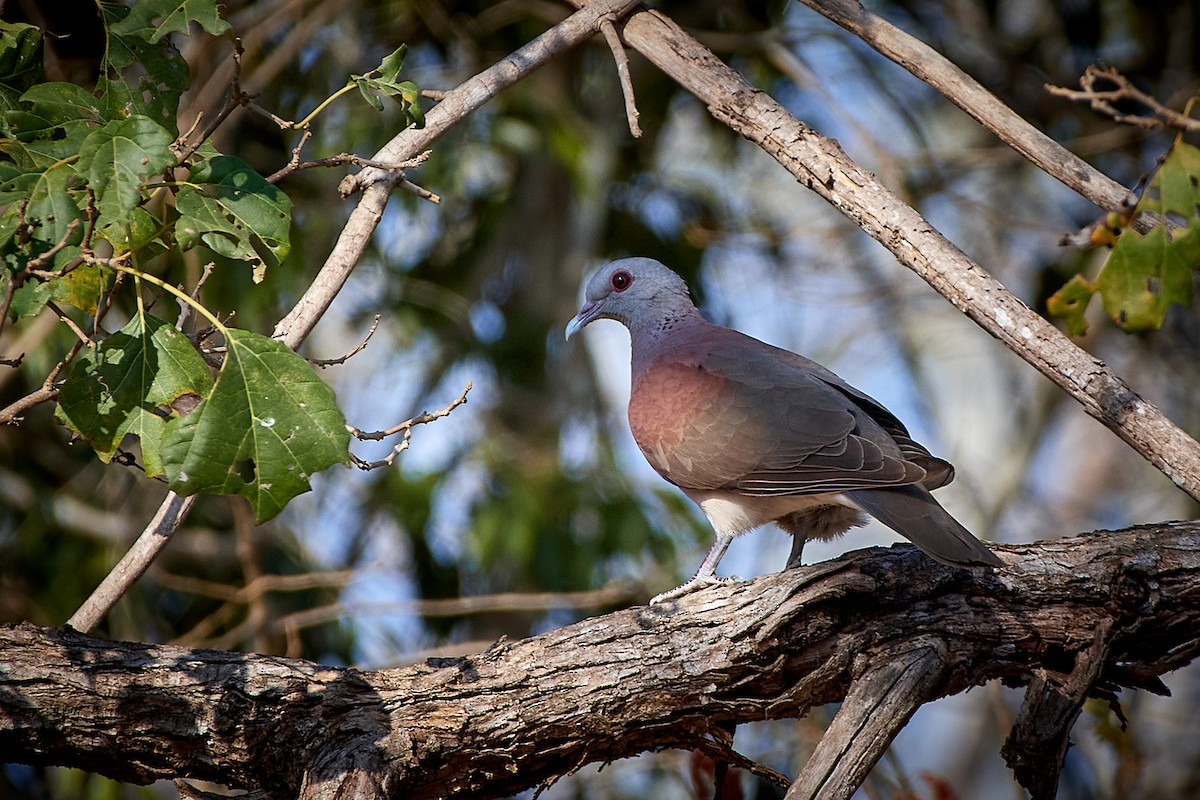 Malagasy Turtle-Dove - Tomáš Grim