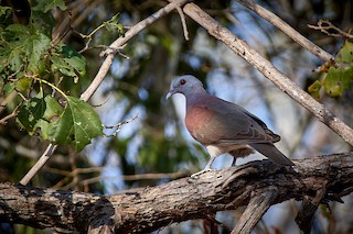 Malagasy Turtle-Dove, ML499824201