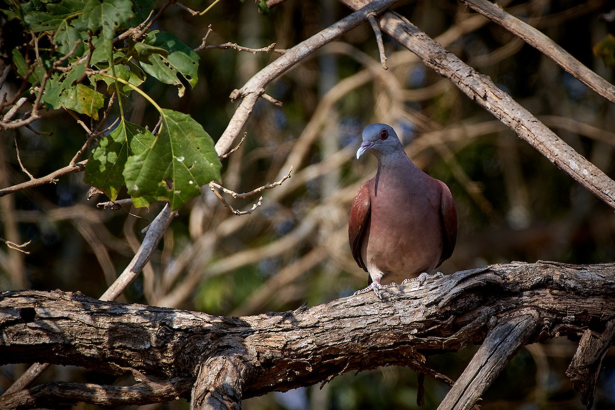 Pigeon de Madagascar - ML499824211