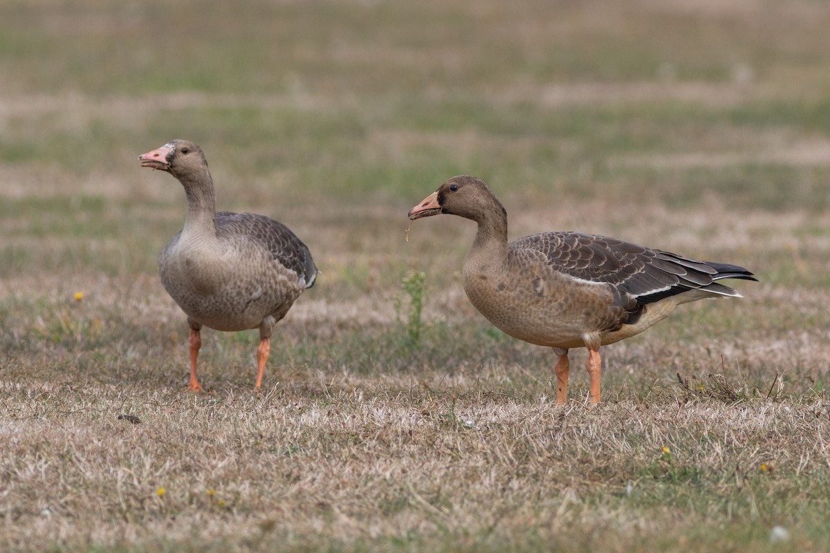 Greater White-fronted Goose - ML499826041