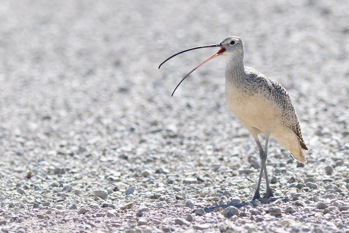 Long-billed Curlew - ML499827821