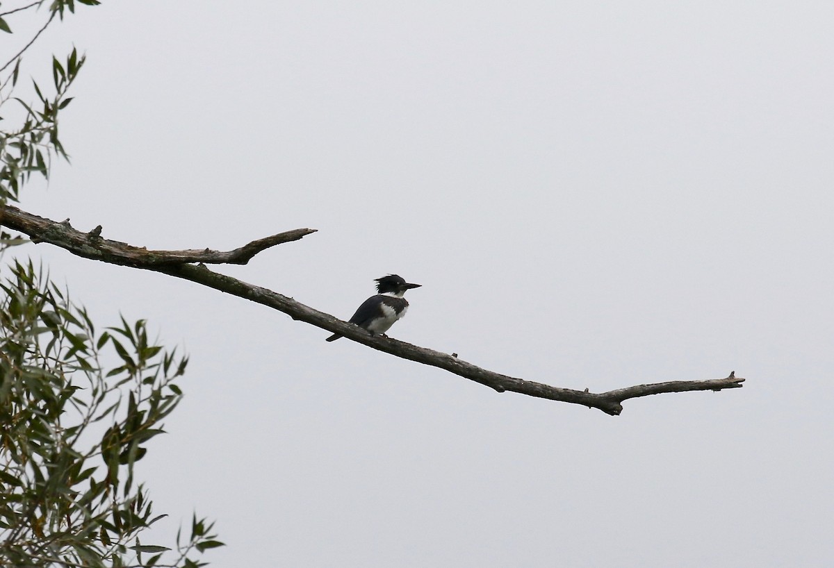 Belted Kingfisher - ML499829951