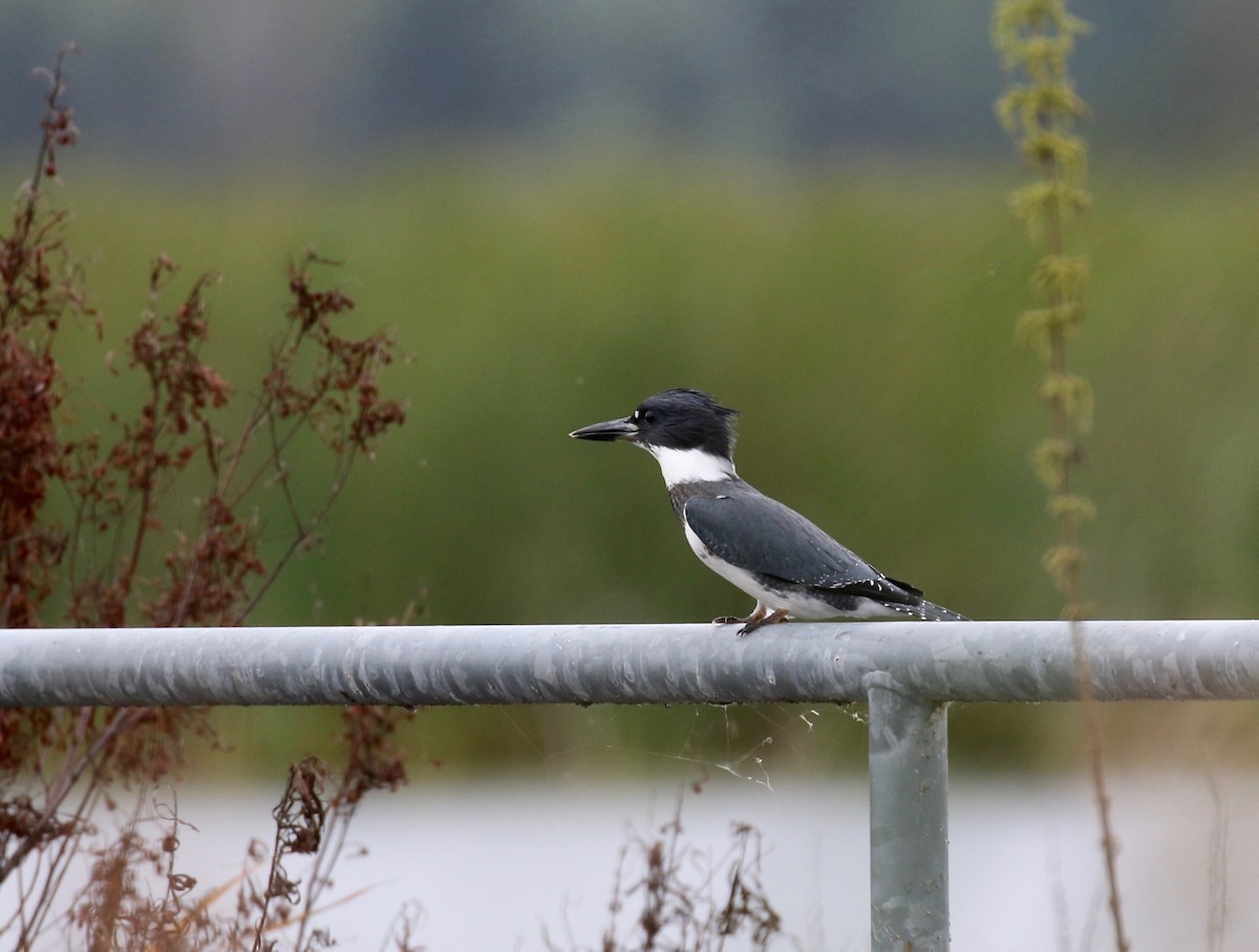 Belted Kingfisher - ML499829961
