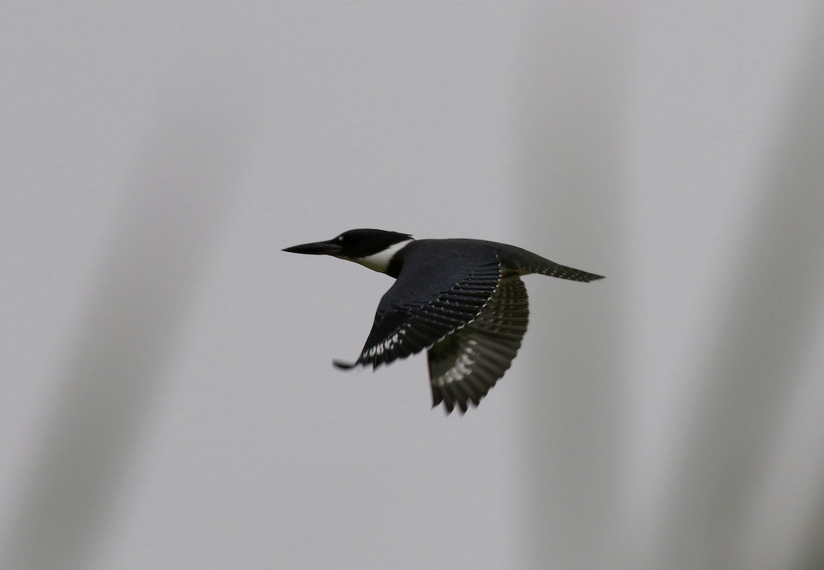 Belted Kingfisher - Sandy Vorpahl