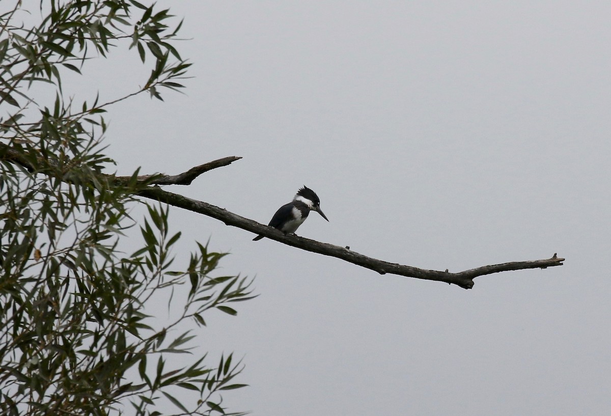 Belted Kingfisher - ML499830741