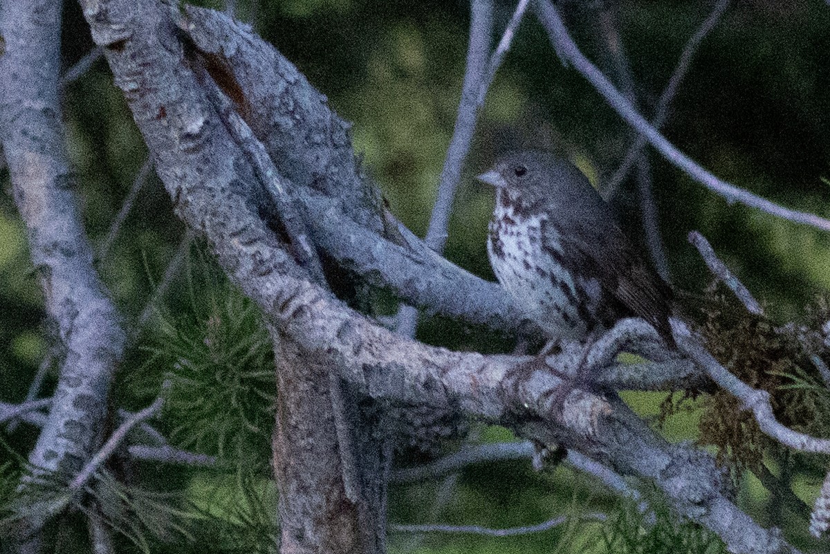 Fox Sparrow (Slate-colored) - ML499832141