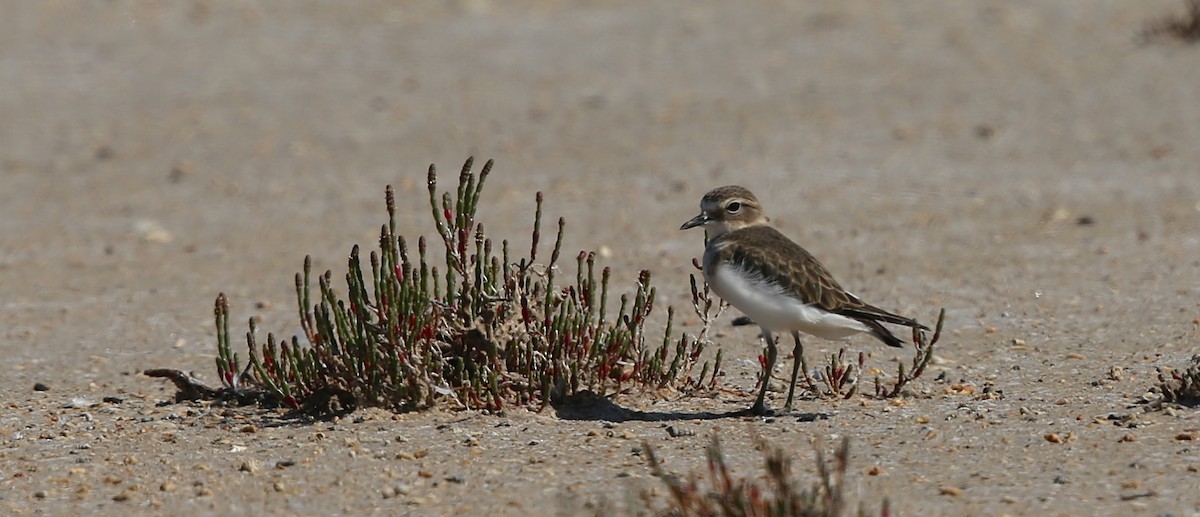 Double-banded Plover - David  Tytherleigh