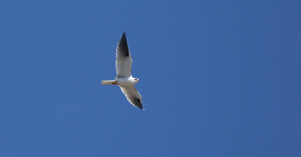 Black-shouldered Kite - David  Tytherleigh