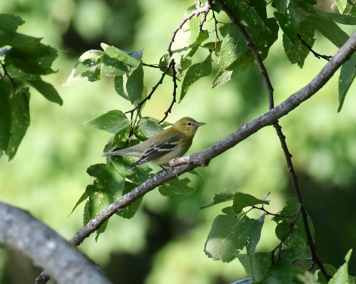 Bay-breasted Warbler - ML499838561