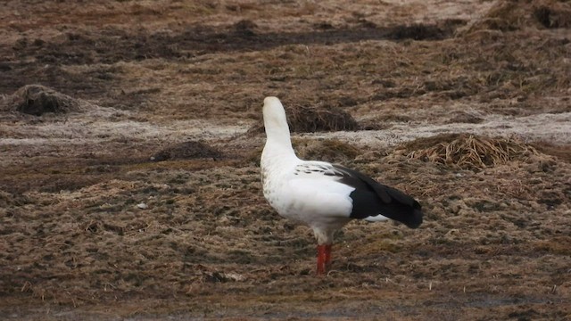 Andean Goose - ML499840171