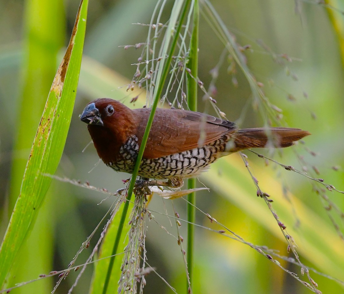 eBird Checklist 1 Nov 2022 Dunedin Hammock City Park 15 species